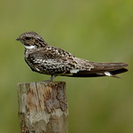 Common Nighthawk