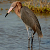 Reddish Egret