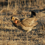 Lesser Prairie-Chicken