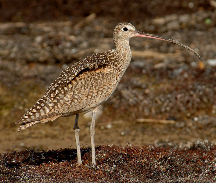 Long-billed Curlew