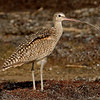 Long-billed Curlew