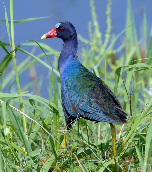 Purple Gallinule