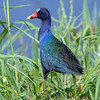 Purple Gallinule