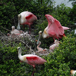Roseate Spoonbill