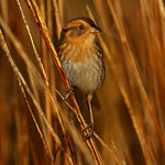 Nelson's Sharp-tailed Sparrow