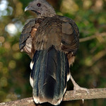 Plain Chachalaca