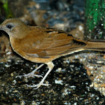 Cocoa Thrush