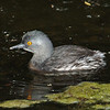 Least Grebe