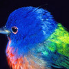 Painted Bunting