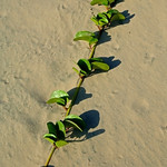 Beach morning glory
South Padre Island
24 June 2010