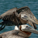 Brown pelican
Padre Island jetties
25 June 2010