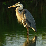 Great blue heron
South Padre Island
24 June 2010